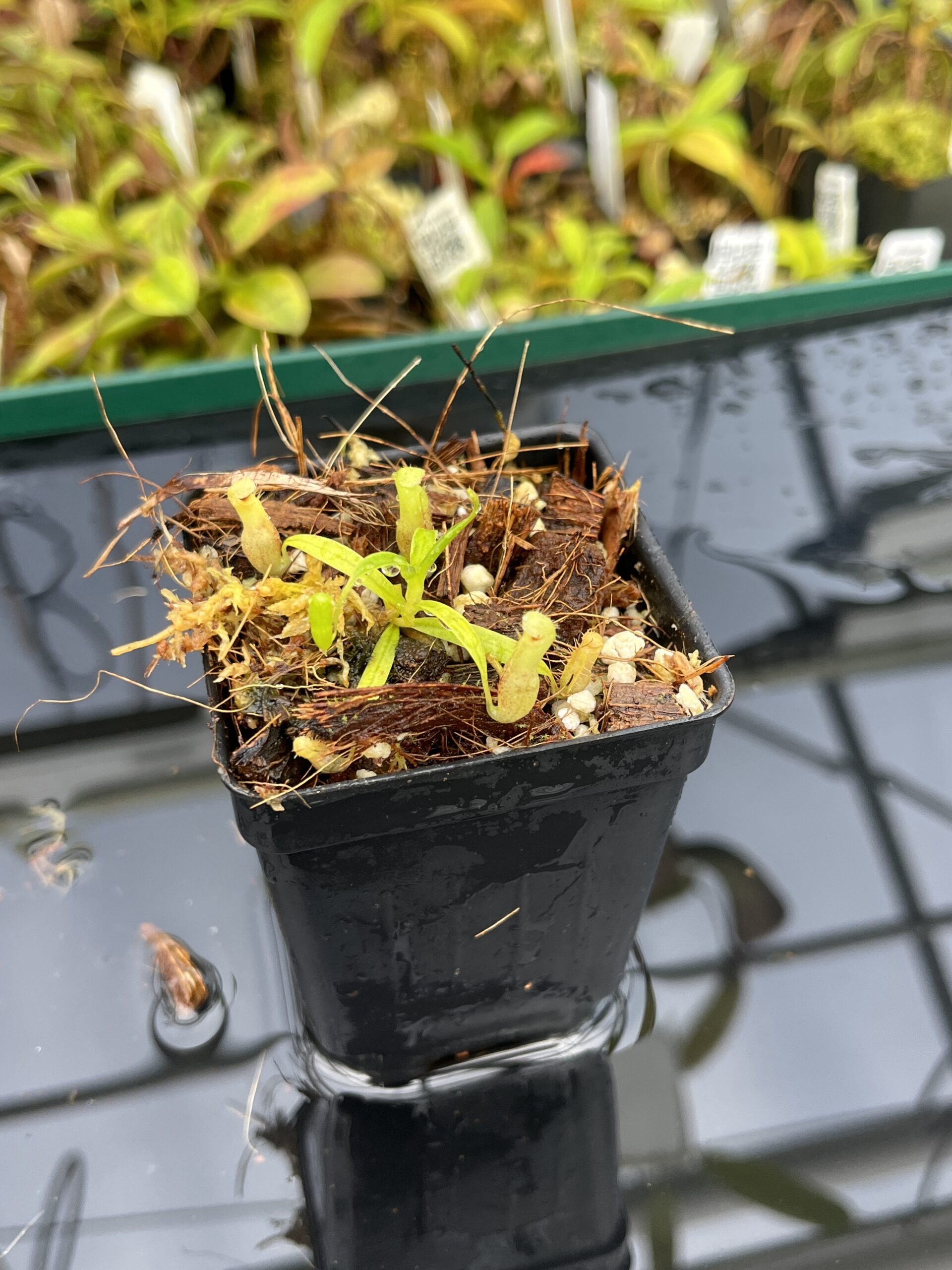 Close Up of Nepenthes jamban | Florae Collaborative | FC-026.IC | H25391
