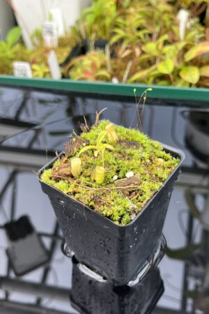 Close Up of Nepenthes jamban | Florae Collaborative | FC-026.IC | H25395