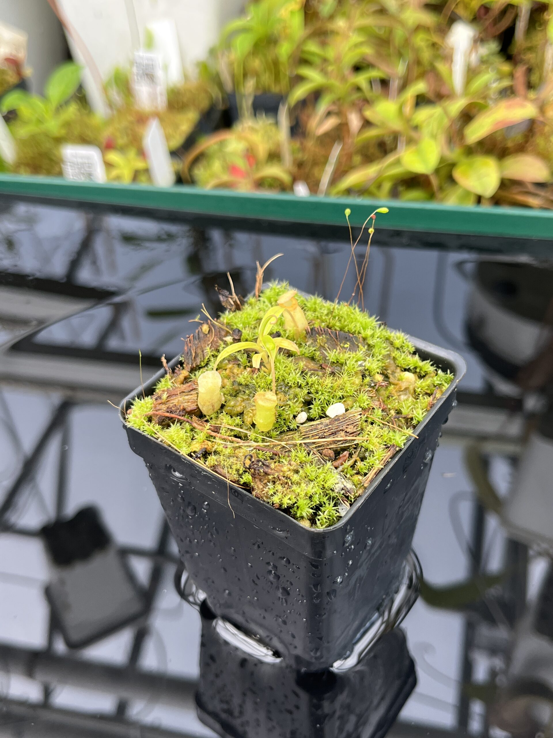 Close Up of Nepenthes jamban | Florae Collaborative | FC-026.IC | H25395