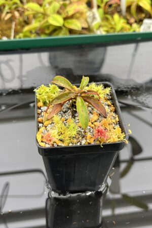 Close Up of Nepenthes lamii (Doorman's Top) | Andreas Wistuba | AW-02 | H25292