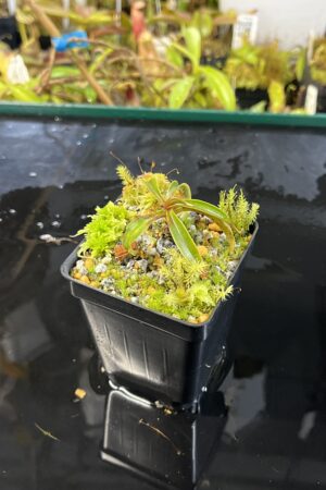 Close Up of Nepenthes lamii (Doorman's Top) | Andreas Wistuba | AW-T | H25555