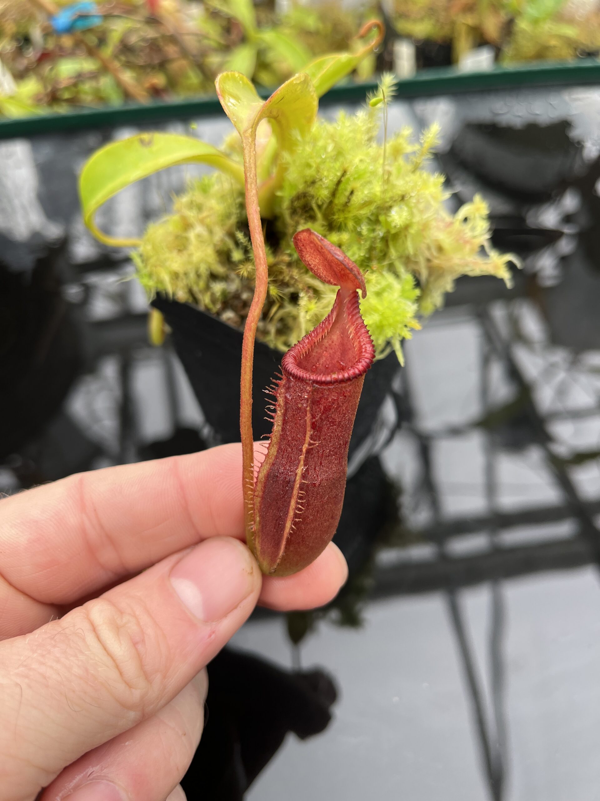 Close Up of Nepenthes lowii x edwardsiana | Andreas Wistuba | AW-03 | H25587