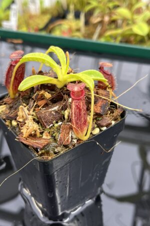 Close Up of Nepenthes (lowii x macrophylla) x aristolochioides | Borneo Exotics | BE-4503 | H25297