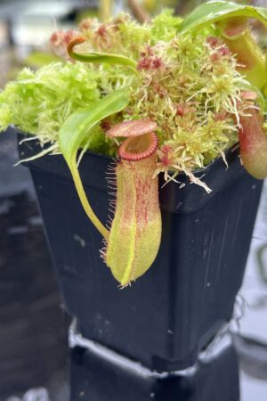 Close Up of Nepenthes (lowii x truncata squat) x edwardsiana | Andreas Wistuba | AW-ISC) | IN25605