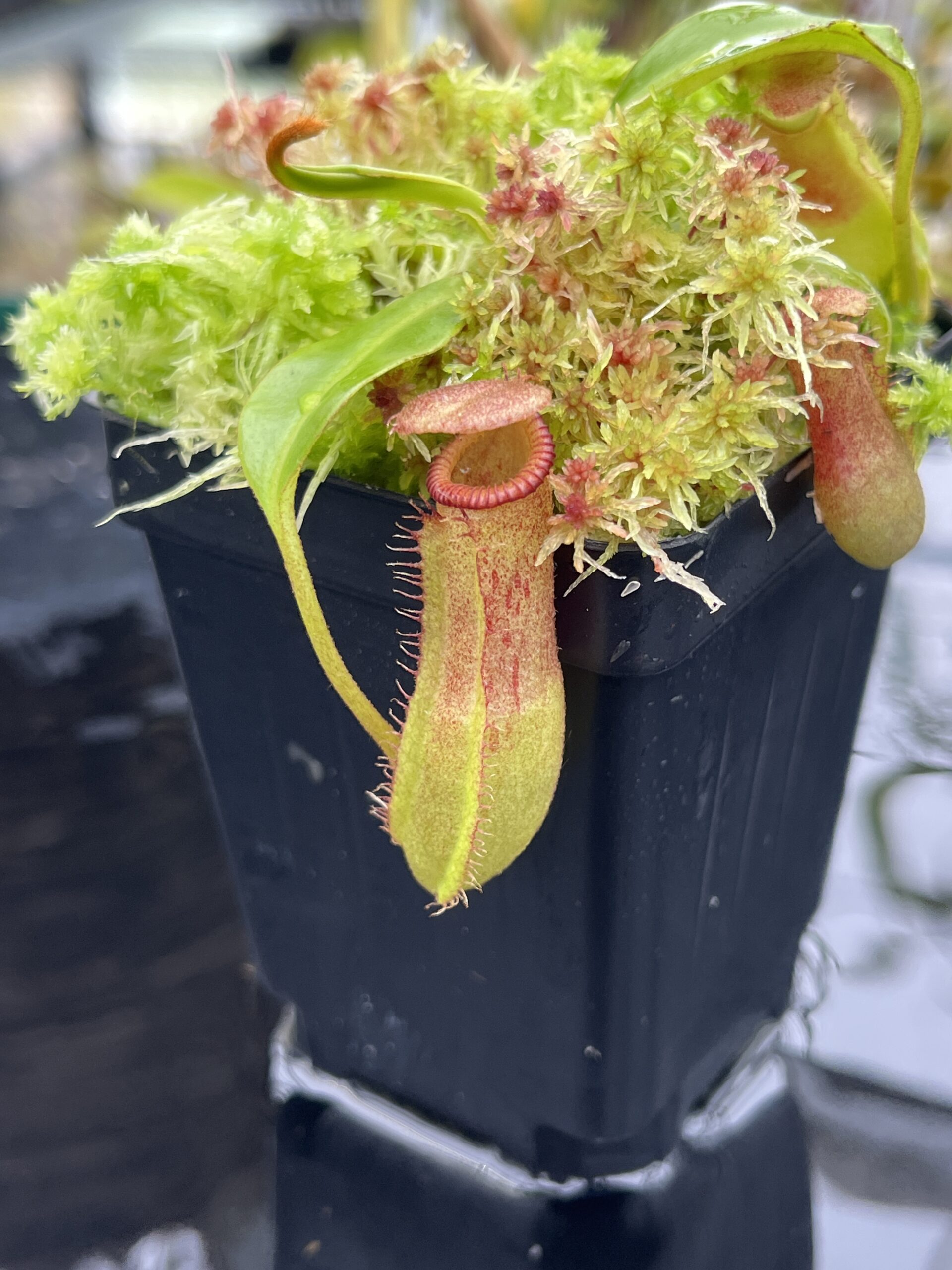 Close Up of Nepenthes (lowii x truncata squat) x edwardsiana | Andreas Wistuba | AW-ISC) | IN25605