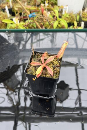 Close Up of Nepenthes [(lowii x veitchii) x boschiana] x [(veitchii x maxima) x veitchii] x (lowii x merrilliana) | Florae Collaborative | FC-398.01 | IN25616