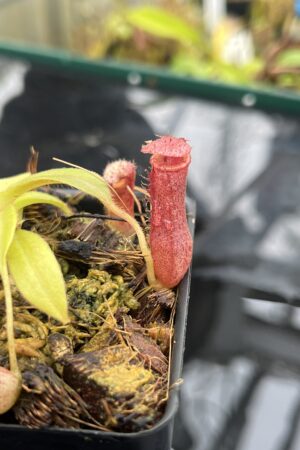 Close Up of Nepenthes [(lowii x veitchii) x boschiana] x [(veitchii x maxima) x veitchii] x (lowii x merrilliana) | Florae Collaborative | FC-398.08 | IN25607