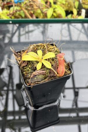 Close Up of Nepenthes {[(lowii x veitchii) x boschiana] x [(veitchii x maxima) x veitchii]} x (lowii x ventricosa) -EP | Clone 5 | Florae Collaborative | FC-385.05 | IN25611