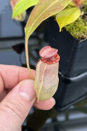 Close Up of Nepenthes {[(lowii x veitchii) x boschiana] x [(veitchii x maxima) x veitchii]} x (veitchii x burbidgeae) | Florae Collaborative | | IN25327