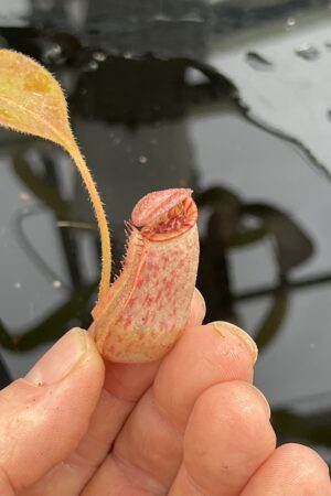 Close Up of Nepenthes {[(lowii x veitchii) x boschiana] x [(veitchii x maxima) x veitchii]} x (veitchii x burbidgeae) | Florae Collaborative | | IN25329