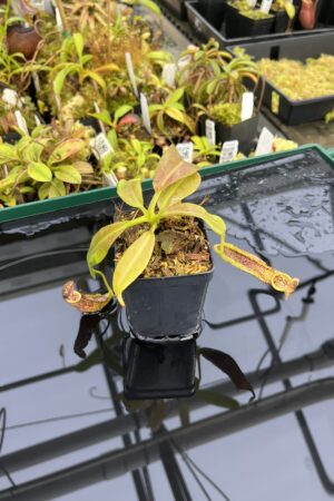 Close Up of Nepenthes maxima | Borneo Exotics | BE-3067 | IN25330
