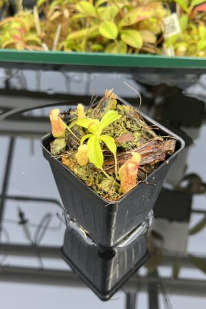 Close Up of Nepenthes maxima x villosa | JH | Clone 1 | Jeremiah Harris | JH-375.01 | IN25334