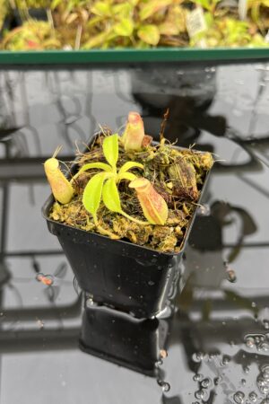 Close Up of Nepenthes maxima x villosa | JH | Clone 1 | Jeremiah Harris | JH-375.01 | IN25419