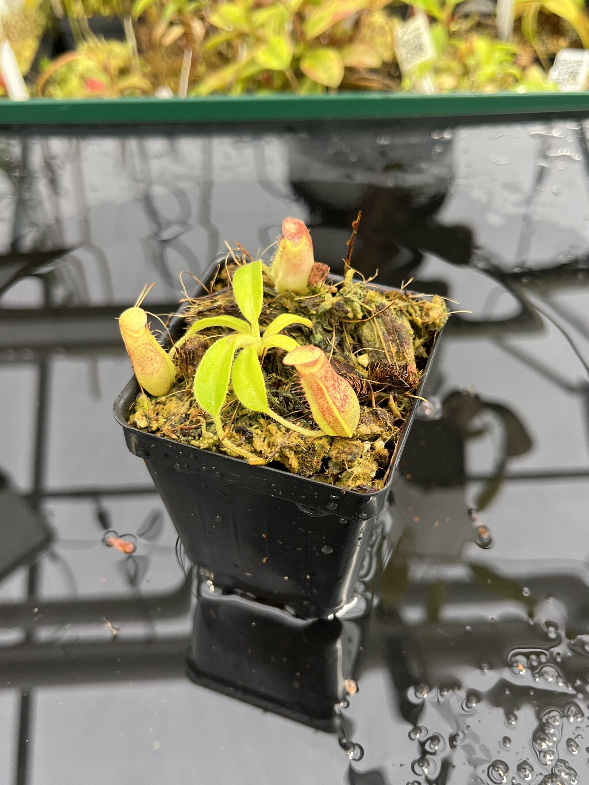 Close Up of Nepenthes maxima x villosa | JH | Clone 1 | Jeremiah Harris | JH-375.01 | IN25419