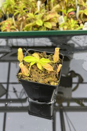 Close Up of Nepenthes maxima x villosa | JH | Florae | Clone 4 | Jeremiah Harris | JH-375.04 | IN25338