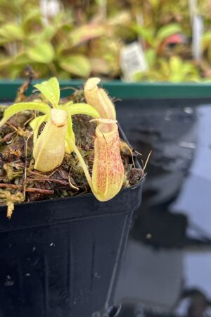 Close Up of Nepenthes maxima x villosa | Jeremiah Harris | Assorted Clones | | -375 | IN25333