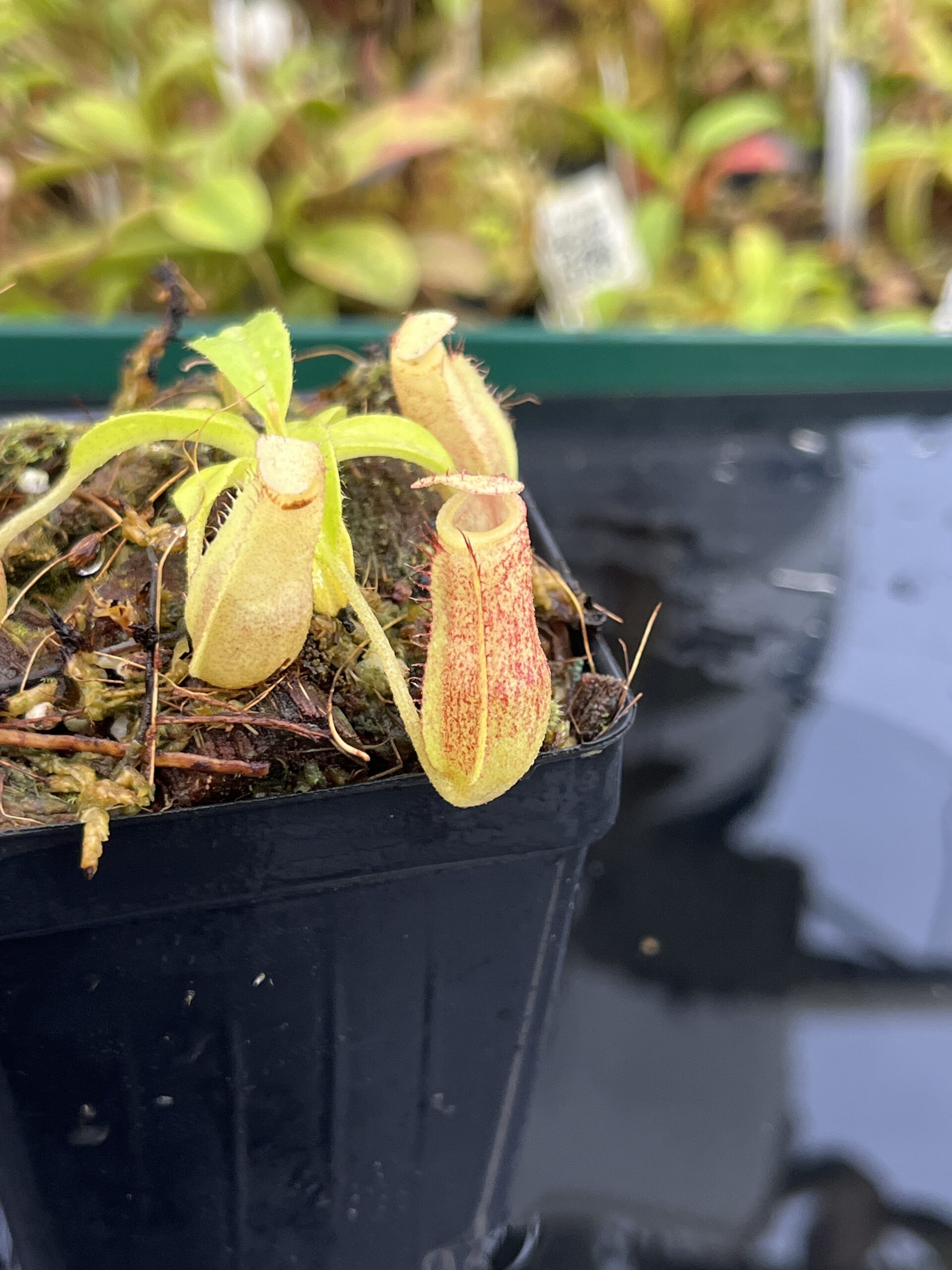 Close Up of Nepenthes maxima x villosa | Jeremiah Harris | Assorted Clones | | -375 | IN25333