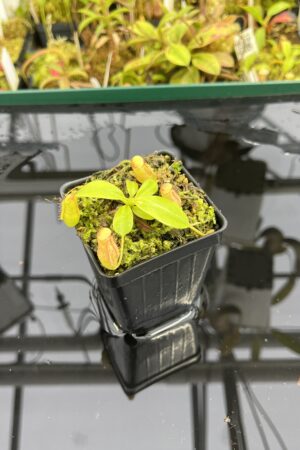 Close Up of Nepenthes maxima x villosa | Jeremiah Harris | Assorted Clones | | -375 | IN25359
