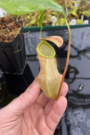 Close Up of Nepenthes merrilliana | Borneo Exotics | BE-3727 | L25409