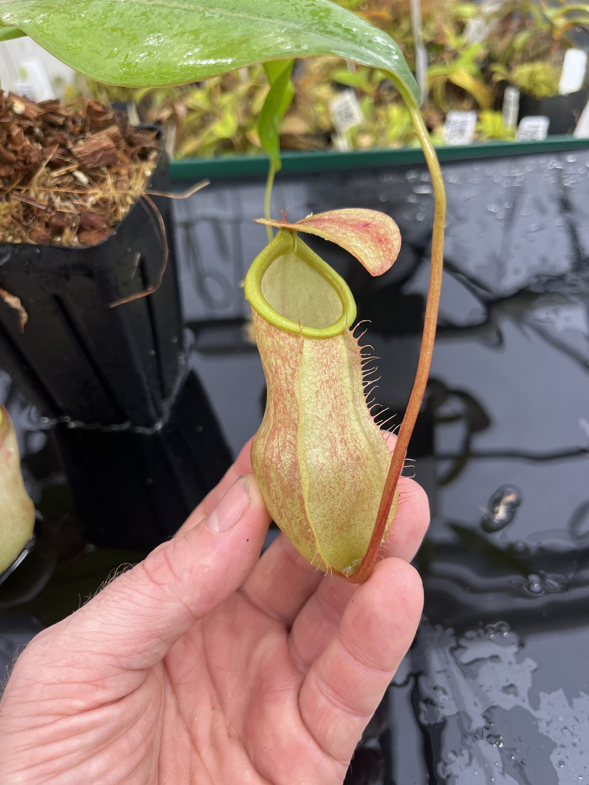 Close Up of Nepenthes merrilliana | Borneo Exotics | BE-3727 | L25409