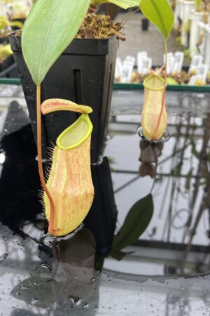 Close Up of Nepenthes merrilliana | Borneo Exotics | BE-3727 | L25485