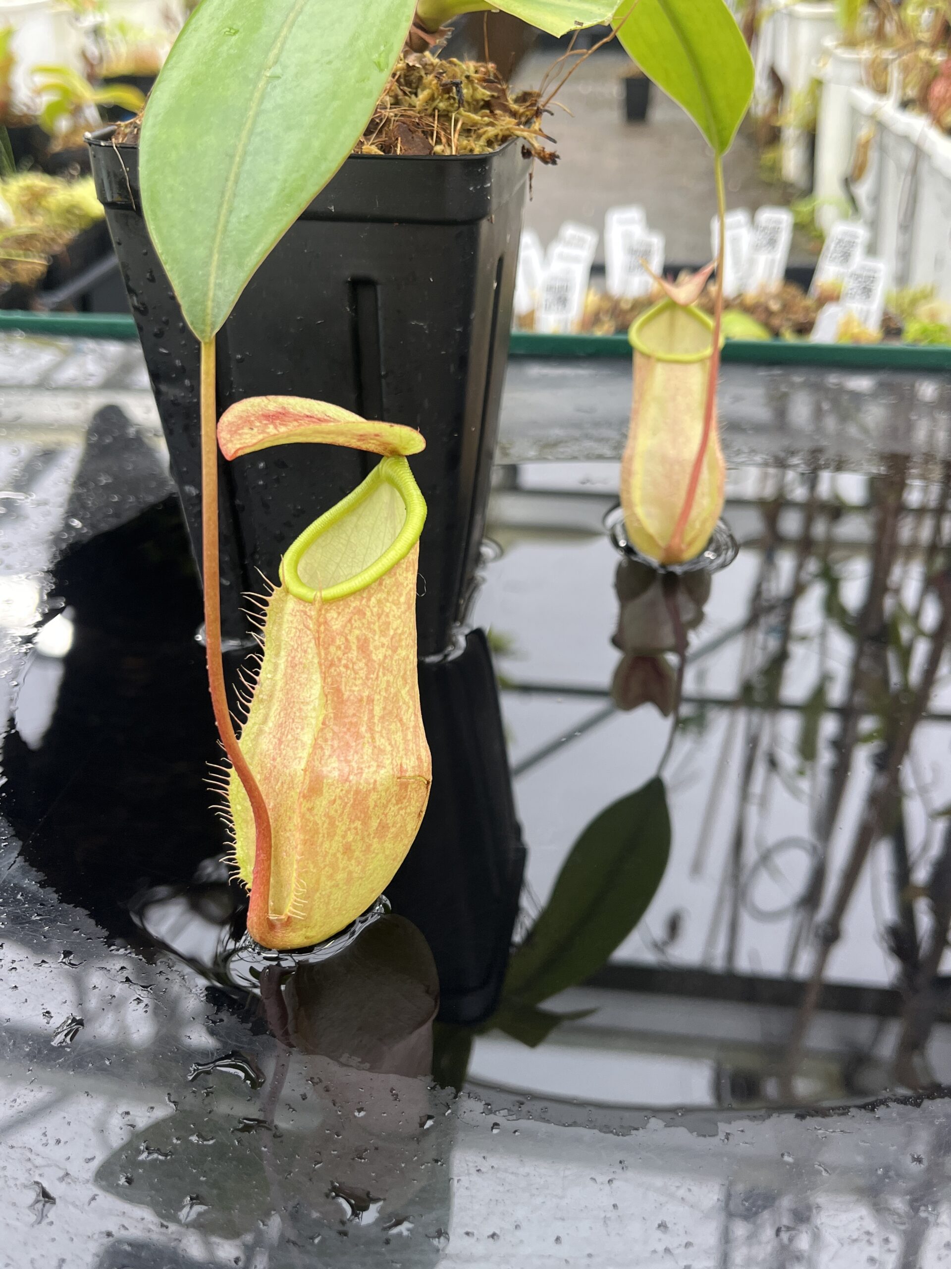 Close Up of Nepenthes merrilliana | Borneo Exotics | BE-3727 | L25485