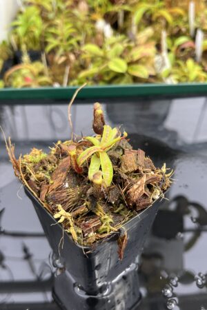 Close Up of Nepenthes mikei | Borneo Exotics | BE-3506 | H25313
