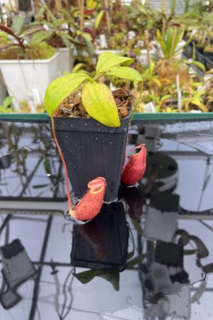 Close Up of Nepenthes mira | Borneo Exotics | BE-3979 | H25388