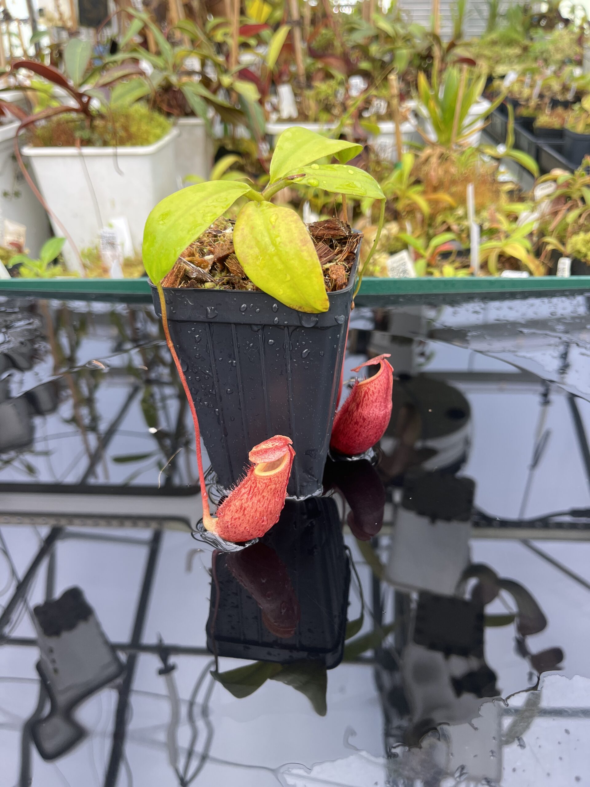 Close Up of Nepenthes mira | Borneo Exotics | BE-3979 | H25388