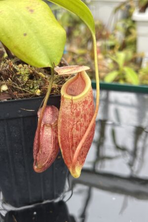 Close Up of Nepenthes mira | Borneo Exotics | BE-3979 | H25623