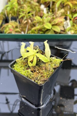 Close Up of Nepenthes mirabilis var. echinostoma | Borneo Exotics | BE-3363 | L25351