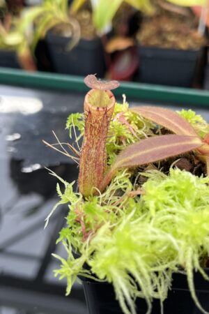 Close Up of Nepenthes mollis x albomarginata | MKS | Mike Kevin Smith | MKS-480.01 | IN25538
