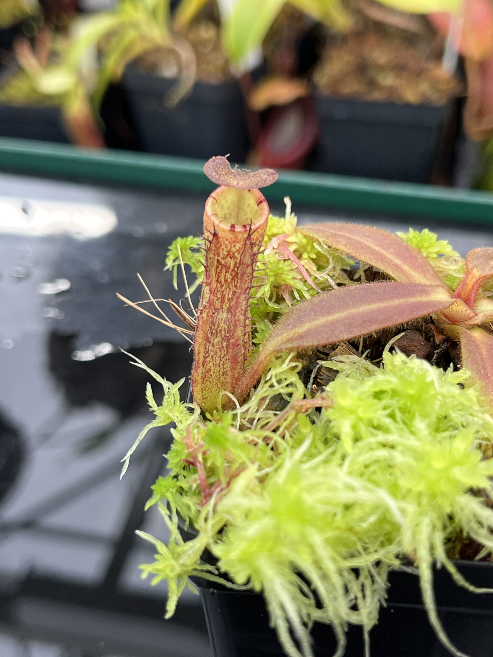 Close Up of Nepenthes mollis x albomarginata | MKS | Mike Kevin Smith | MKS-480.01 | IN25538