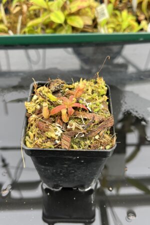 Close Up of Nepenthes mollis x diabolica #2 | Florae Collaborative | FC-441 | H25300