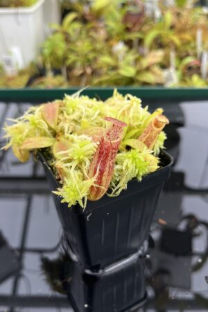 Close Up of Nepenthes mollis x eymae | MKS | Florae | Seed Grown | Florae Collaborative | FC-446.00 | IN25261