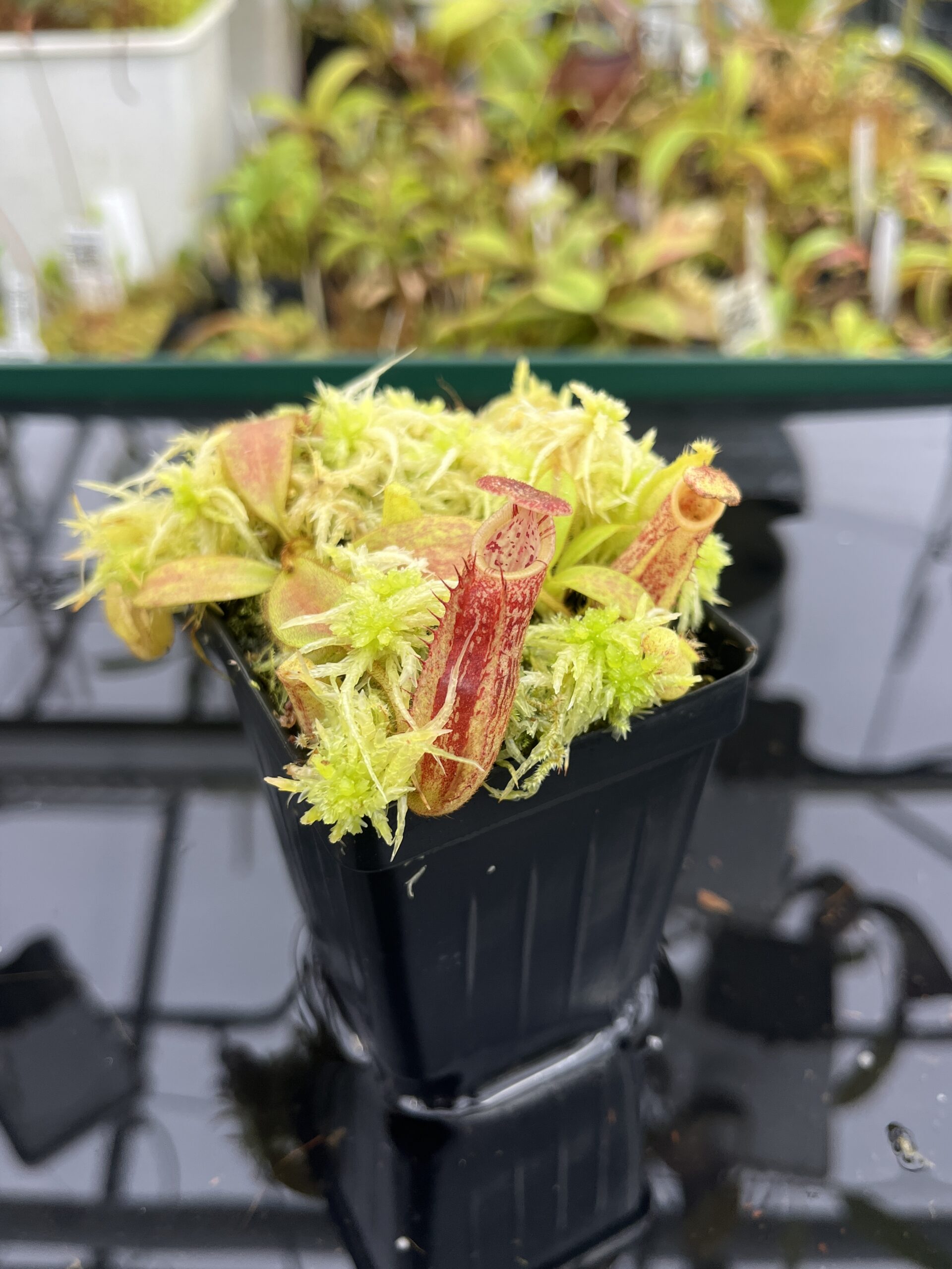 Close Up of Nepenthes mollis x eymae | MKS | Florae | Seed Grown | Florae Collaborative | FC-446.00 | IN25261