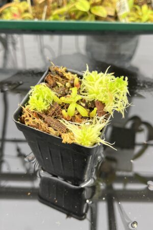 Close Up of Nepenthes mollis x villosa | JH | Jeremiah Harris | JH-496.03 | H25301