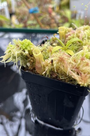 Close Up of Nepenthes naga x flava | JH | Jeremiah Harris | JH-466 | H25583