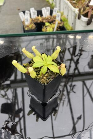 Close Up of Nepenthes northiana | Borneo Exotics | BE-3357 | L25500