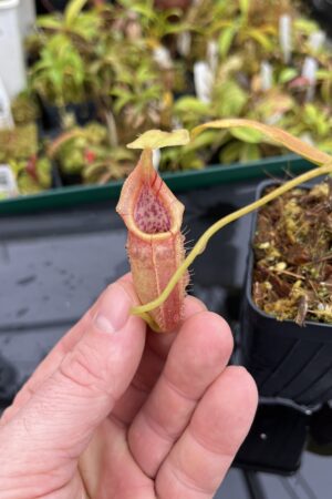 Close Up of Nepenthes ovata | Borneo Exotics | BE-4084 | H25274