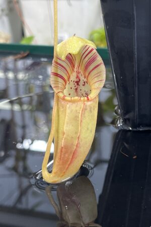 Close Up of Nepenthes ovata | Borneo Exotics | BE-4084 | H25428