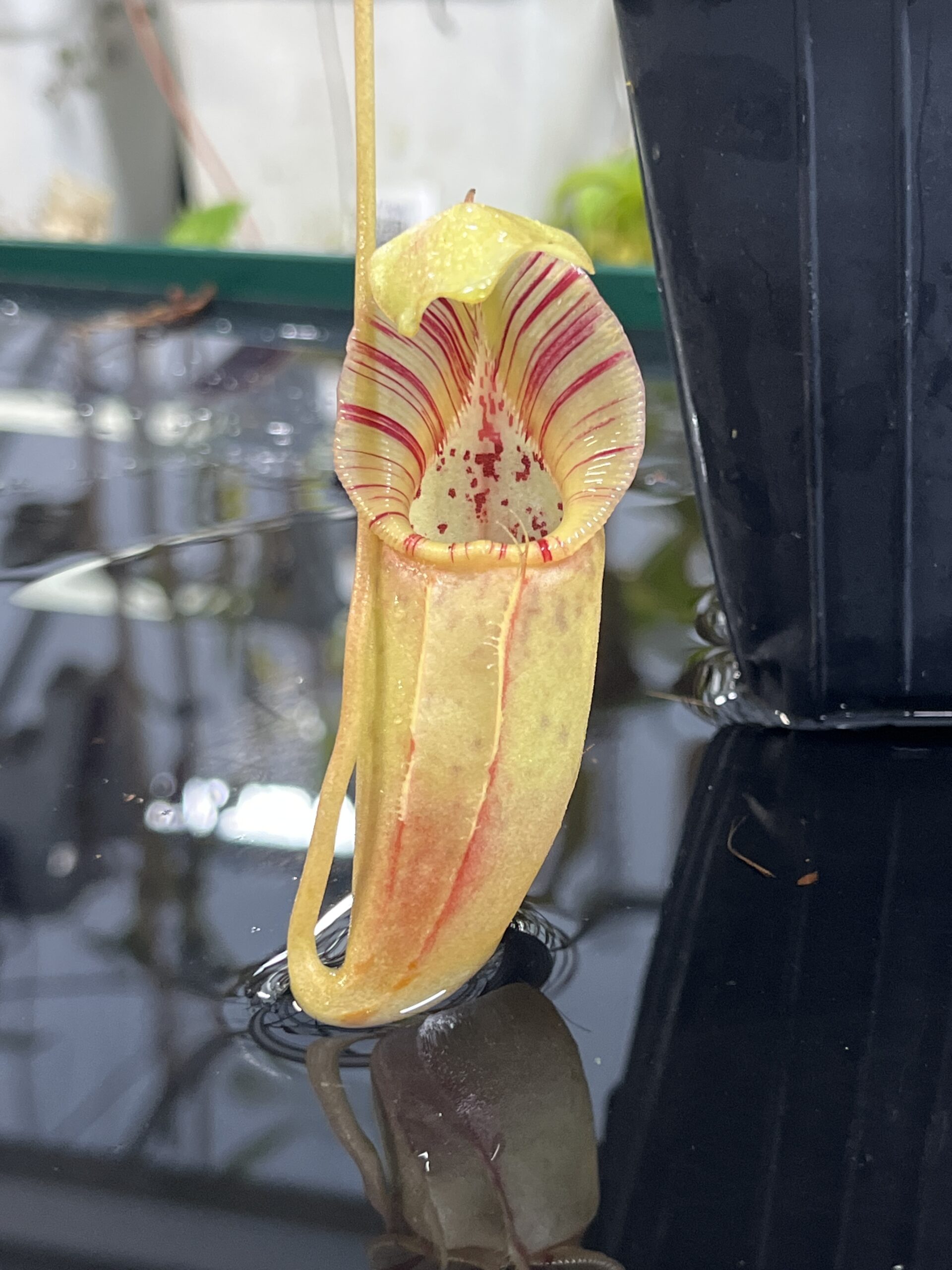 Close Up of Nepenthes ovata | Borneo Exotics | BE-4084 | H25428