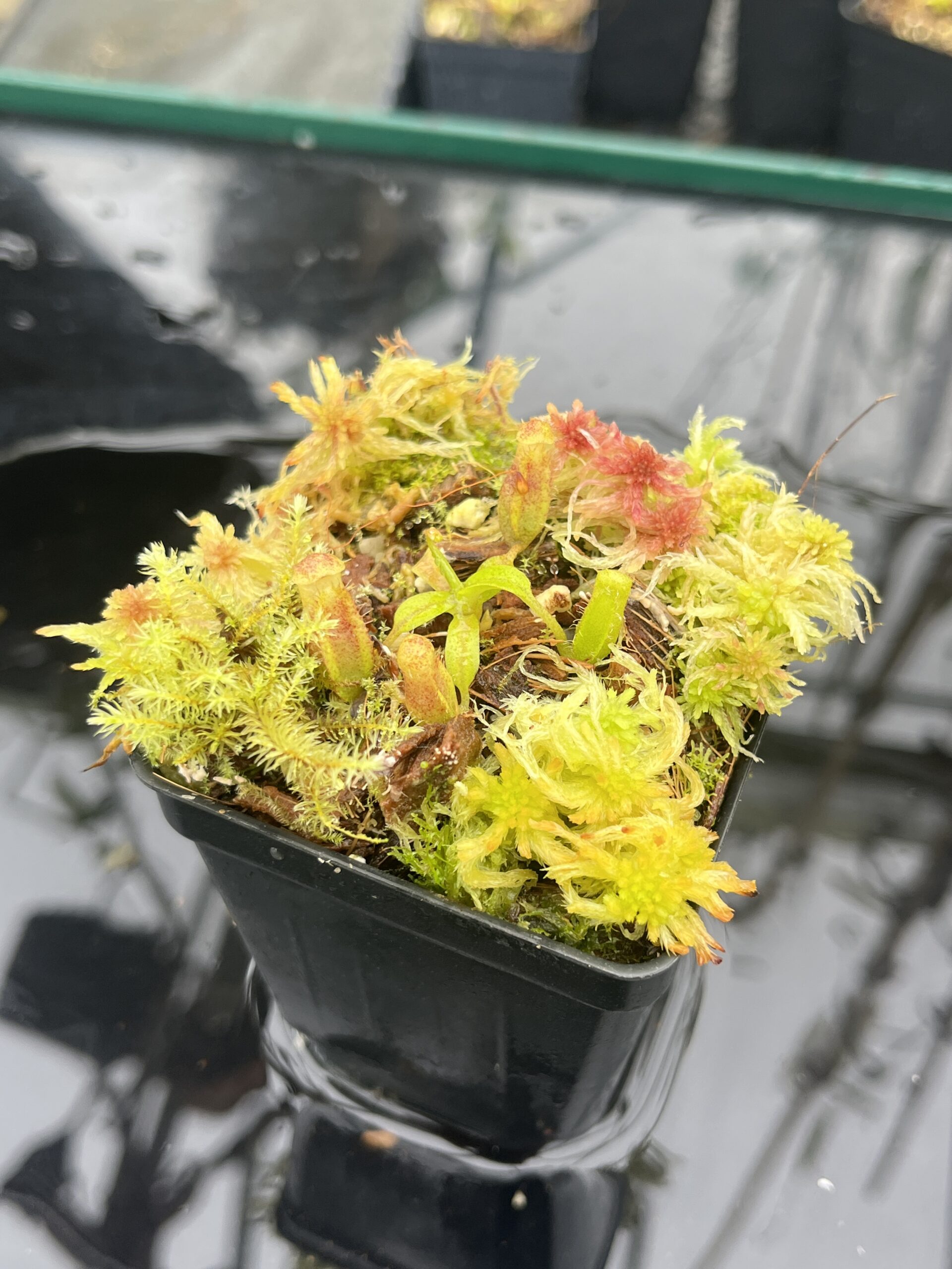 Close Up of Nepenthes ovata x villosa | Jeremiah Harris | JH-535.00 | H25473