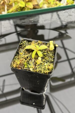 Close Up of Nepenthes palawanensis x peltata | Florae Collaborative | FC-393 | IN25420