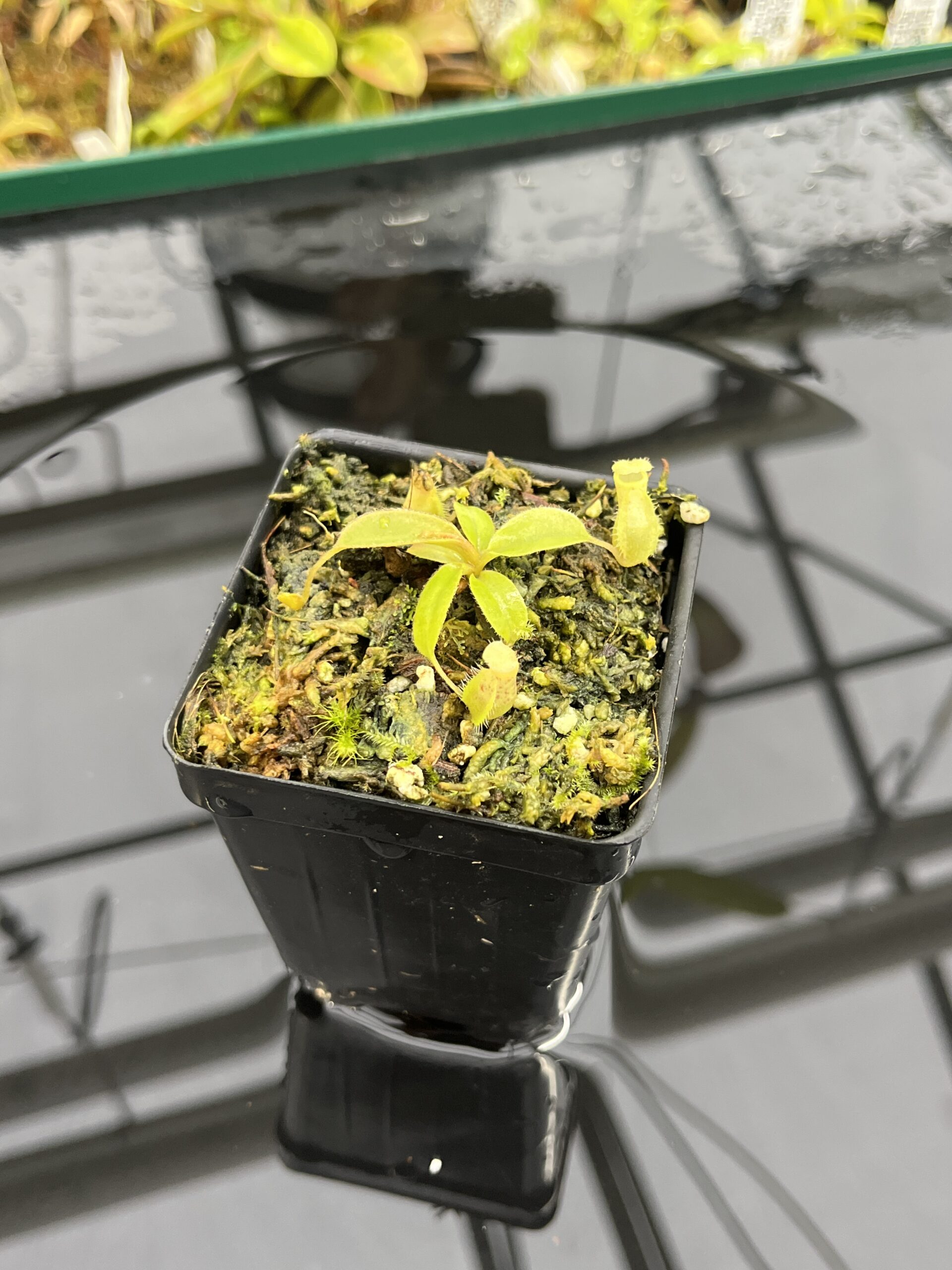 Close Up of Nepenthes palawanensis x peltata | Florae Collaborative | FC-393 | IN25420