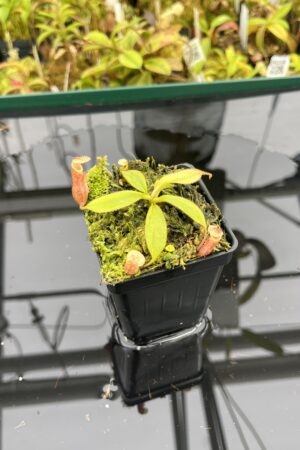 Close Up of Nepenthes palawanensis x peltata | JH | Jeremiah Harris | JH-393.06 | IN25257