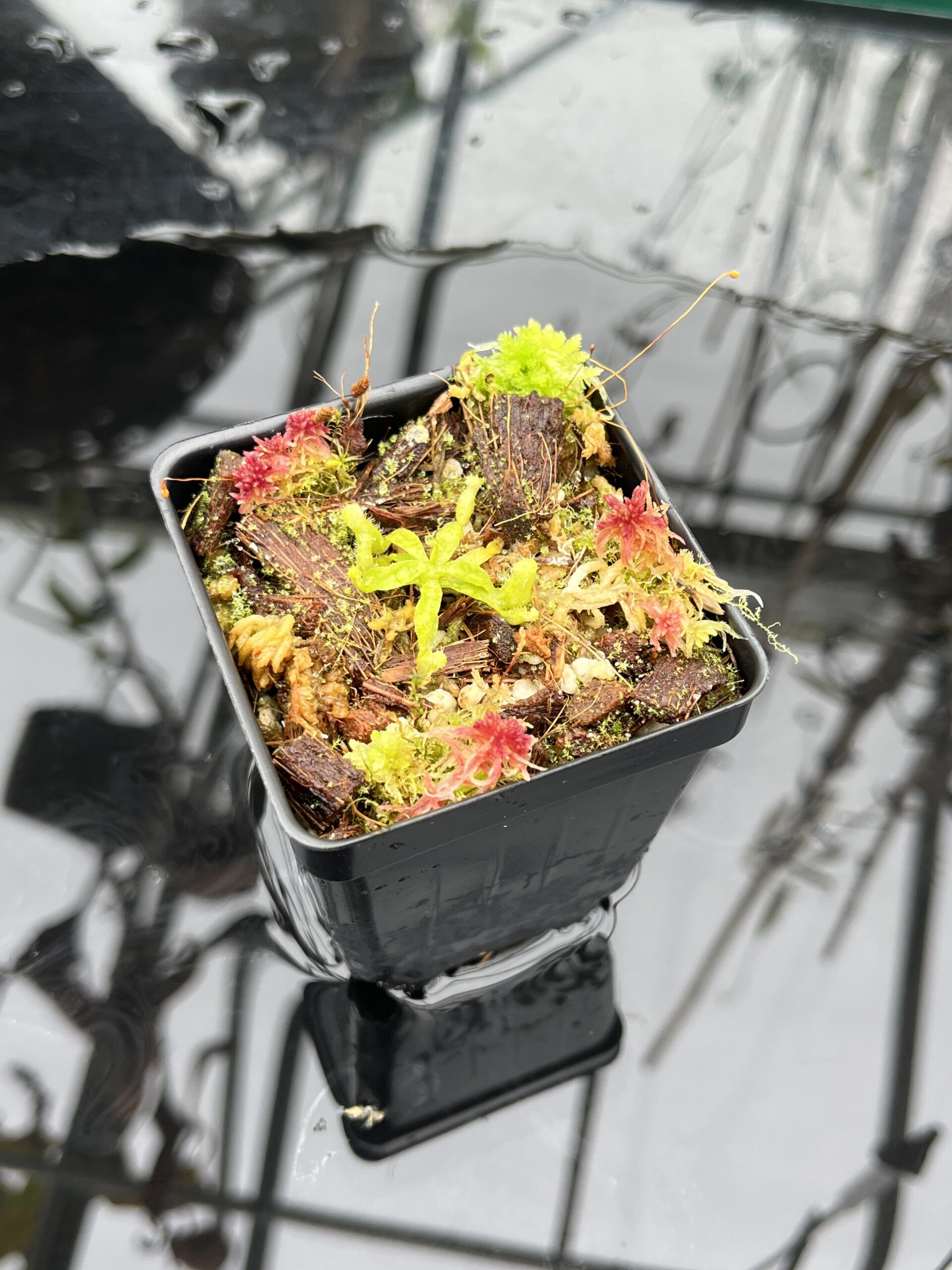 Close Up of Nepenthes palawanensis x villosa | JH | Clone 1 | Jeremiah Harris | JH-390.01 | H25474
