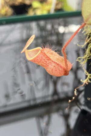 Close Up of Nepenthes peltata | Borneo Exotics | BE-4025 | IN25494