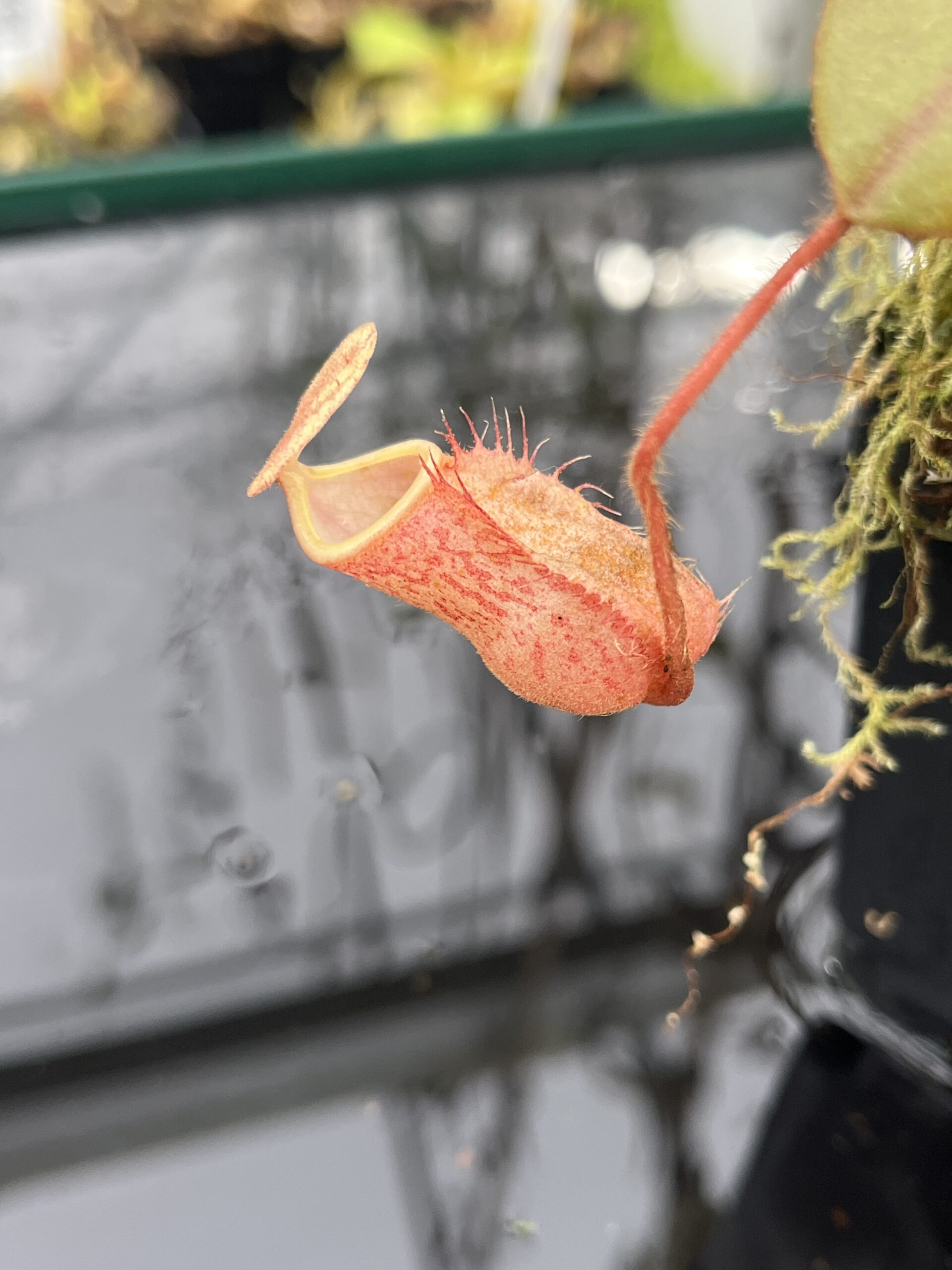 Close Up of Nepenthes peltata | Borneo Exotics | BE-4025 | IN25494