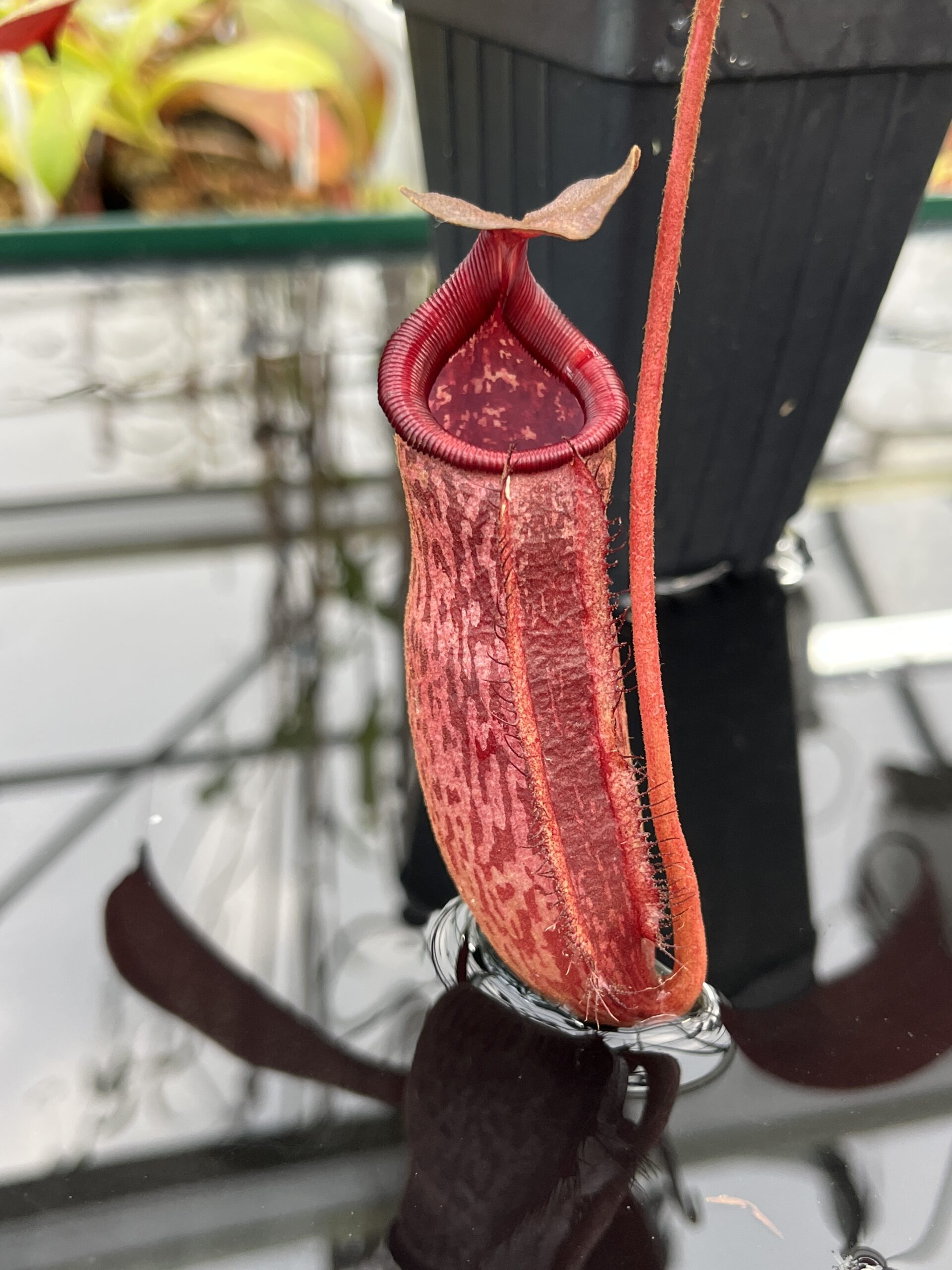 Close Up of Nepenthes peltata x lowii | Borneo Exotics | BE-4650 | IN25530